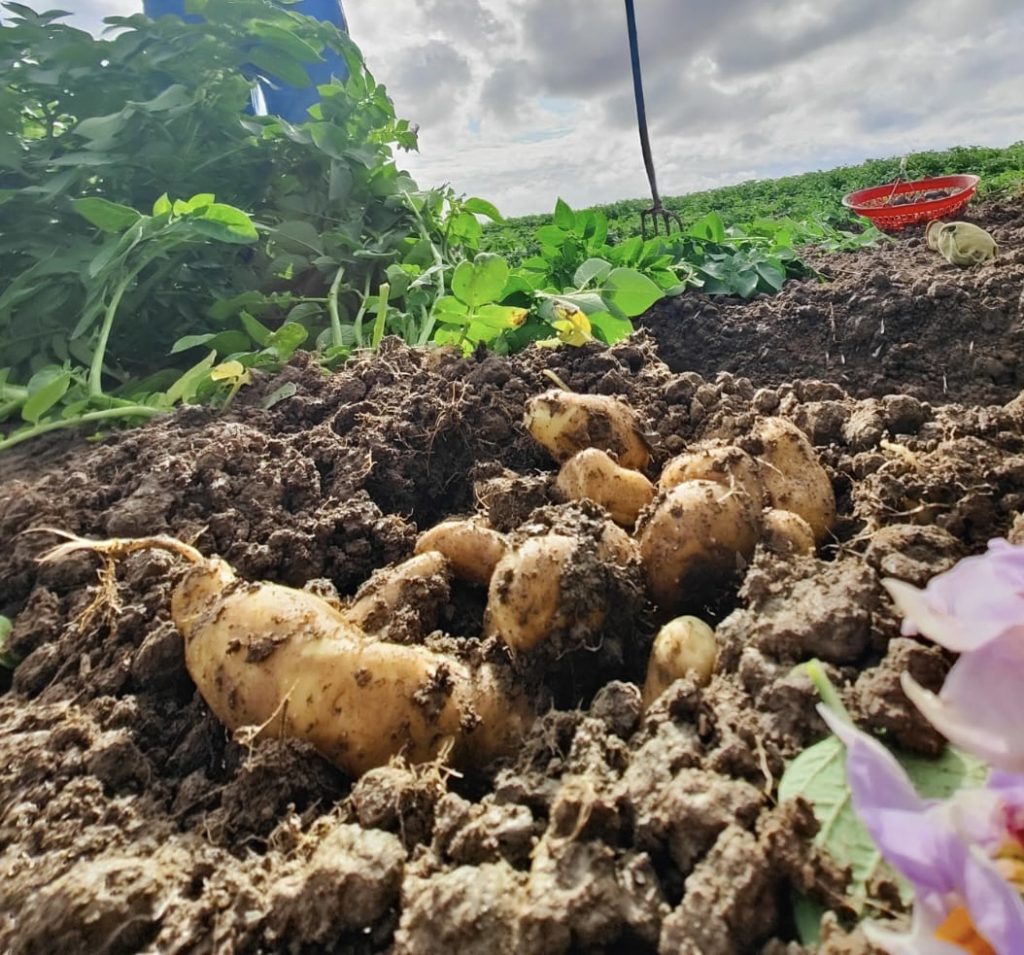 heritage ratte potatoes