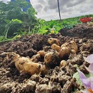heritage ratte potatoes